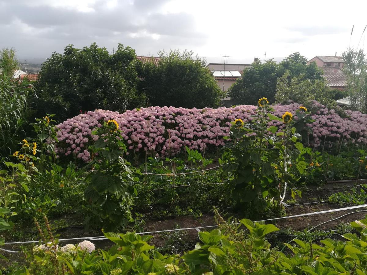 Affitta Camere Casa Delle Rose Villanova Monteleone Экстерьер фото
